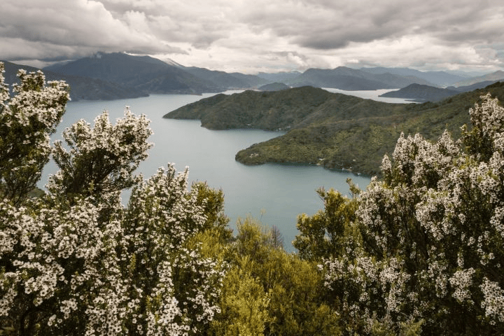 Manuka Trees