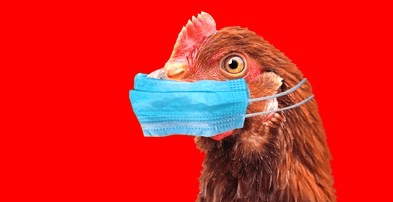 Chicken wearing a muzzle bird flu hoax