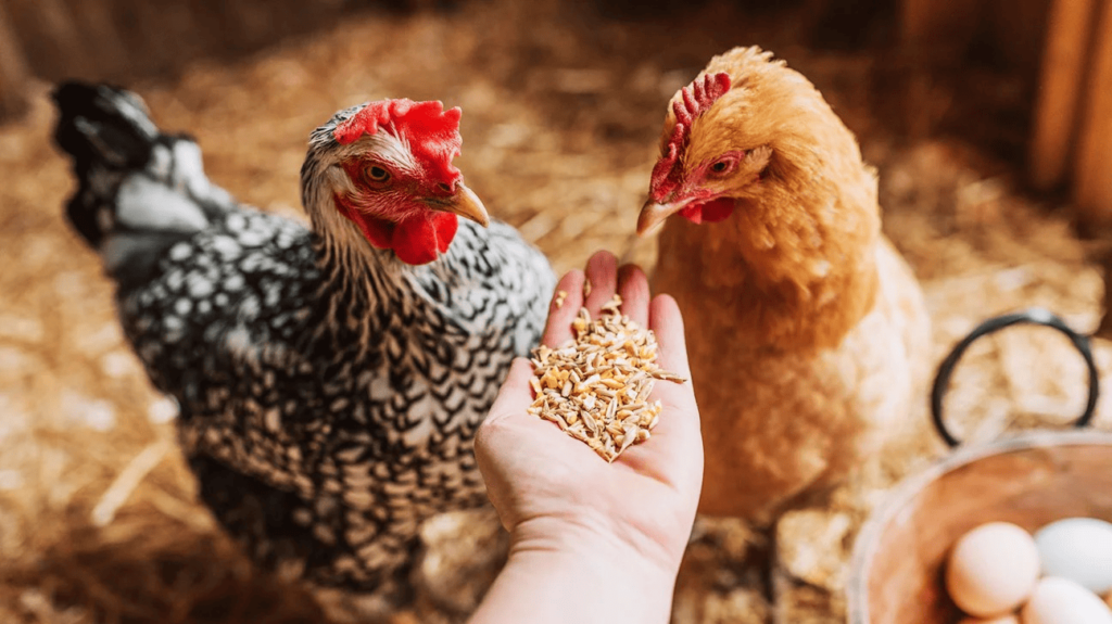 Two homed chickens feeding by hand