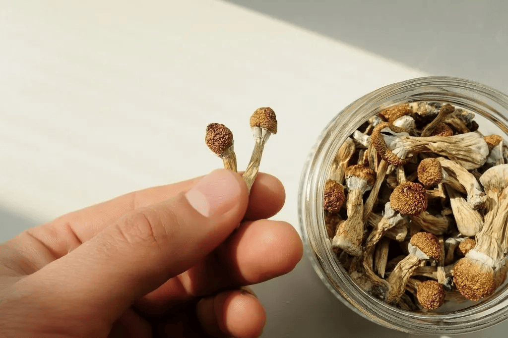 How to Consume Liberty Caps