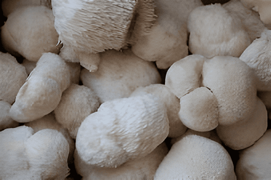 Lions Mane Mushrooms