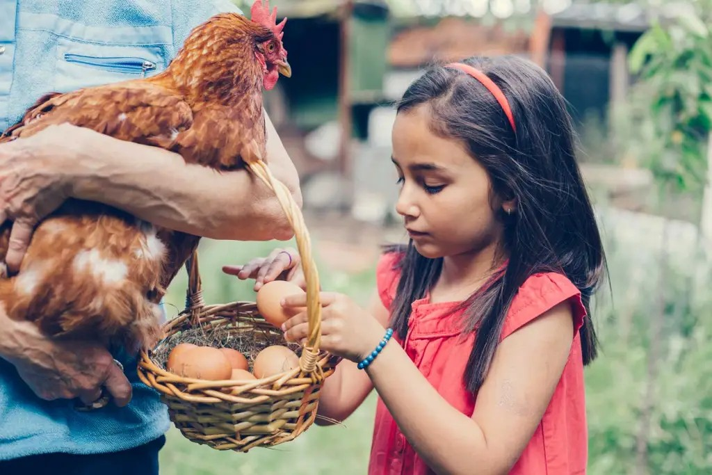 A child holding a Fresh, Nutrient-Rich Egg produced from a home grown chicken