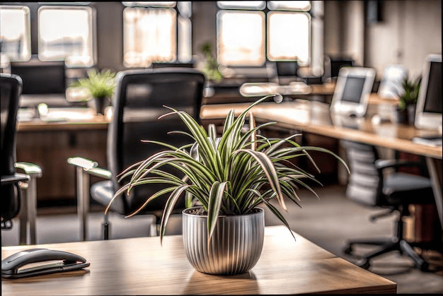 Spider plant in an office