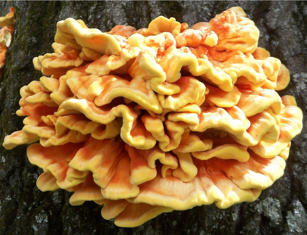 A mature Chicken of the woods mushroom