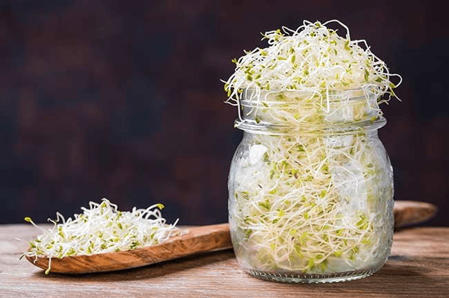 Alfalfa growing in a jar