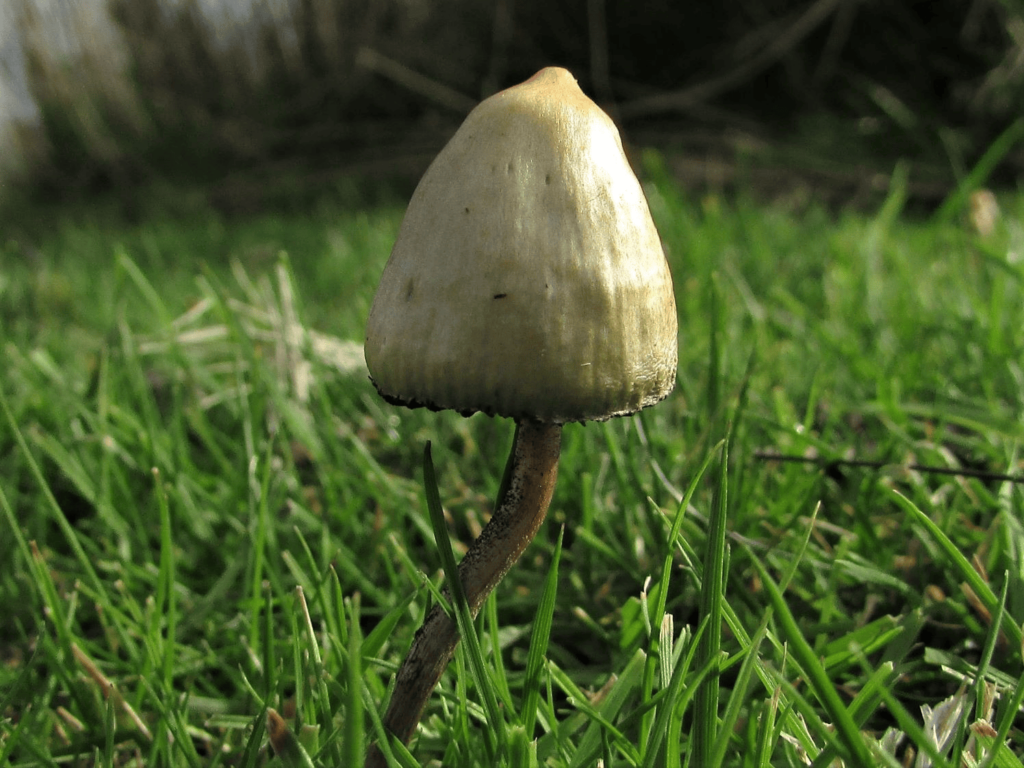 What Are Liberty Caps?