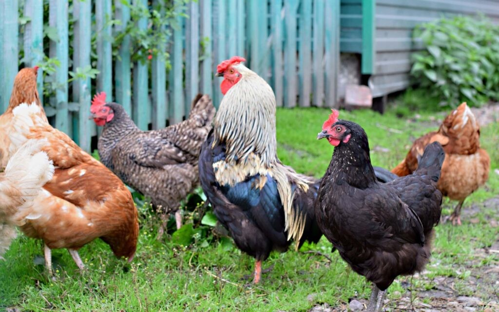 Chickens in a back garden roaming free