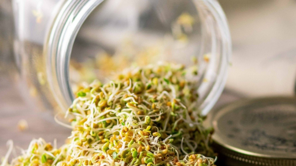 Alfalfa growing
in jar