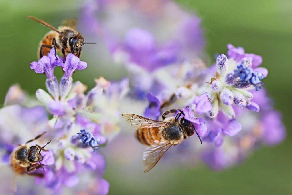 Bees Harvesting Pollen