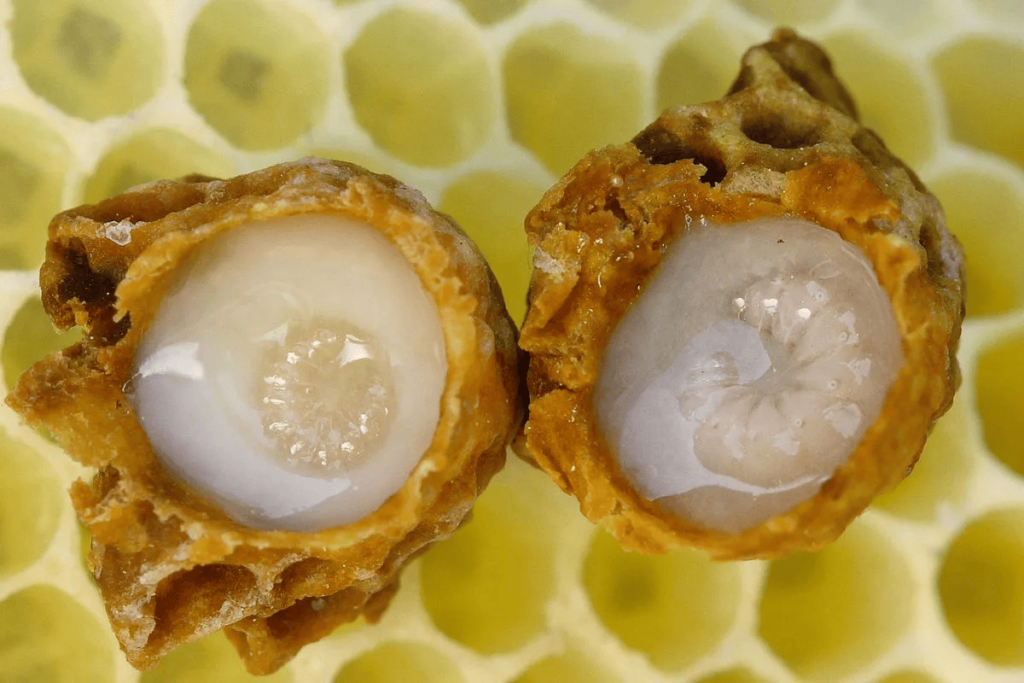 The Health Benefits of Royal Jelly