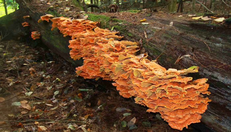 Wild Chicken of the woods