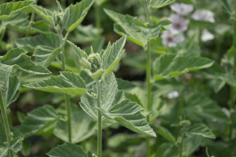 Healing with Marshmallow Leaf: Nature's Answer to Tyranny on Health