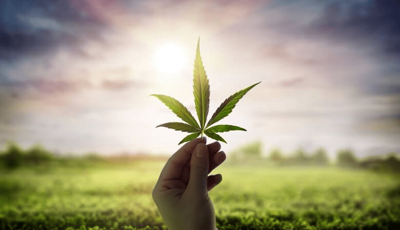 The Science Behind Cannabis and Healing