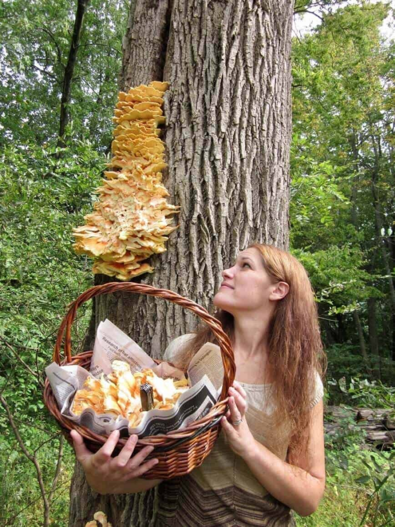 A forager harvesting Chicken of the woods 