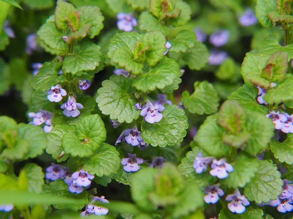 Ground Ivy (Glechoma hederacea) – The Lung Cleanser