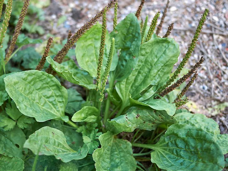 Plantain (Plantago major) – Nature’s Bandage