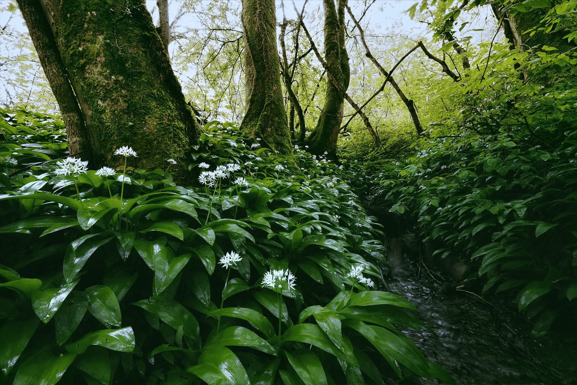 Wild Garlic Growing in Nature