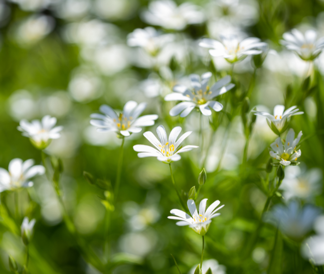 Chickweed (Stellaria media) – The Skin-Healing Green