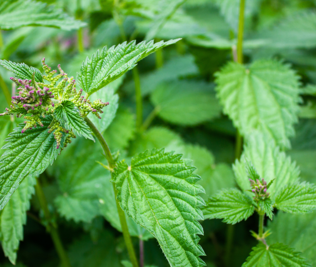 Nettles (Urtica dioica) – The Superfood with a Sting