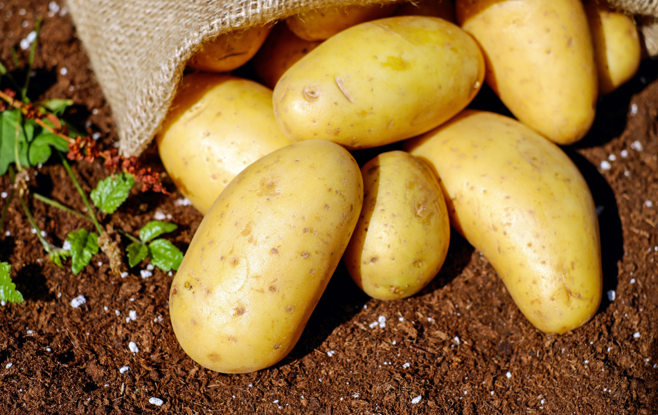 Home grown potatoes 