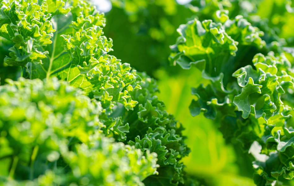 Home grown Kale Growing