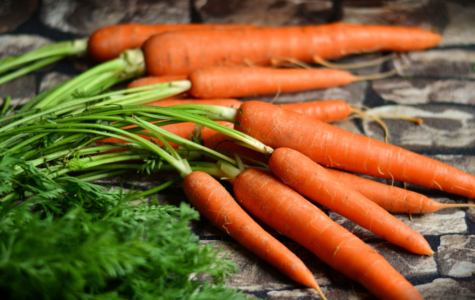 Freshly grown carrots