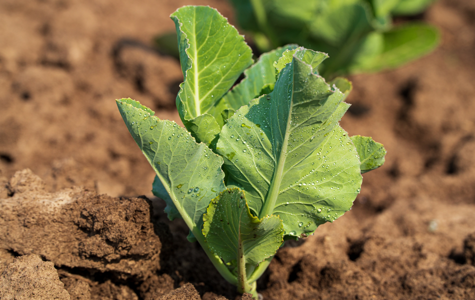 A young cabbage growing