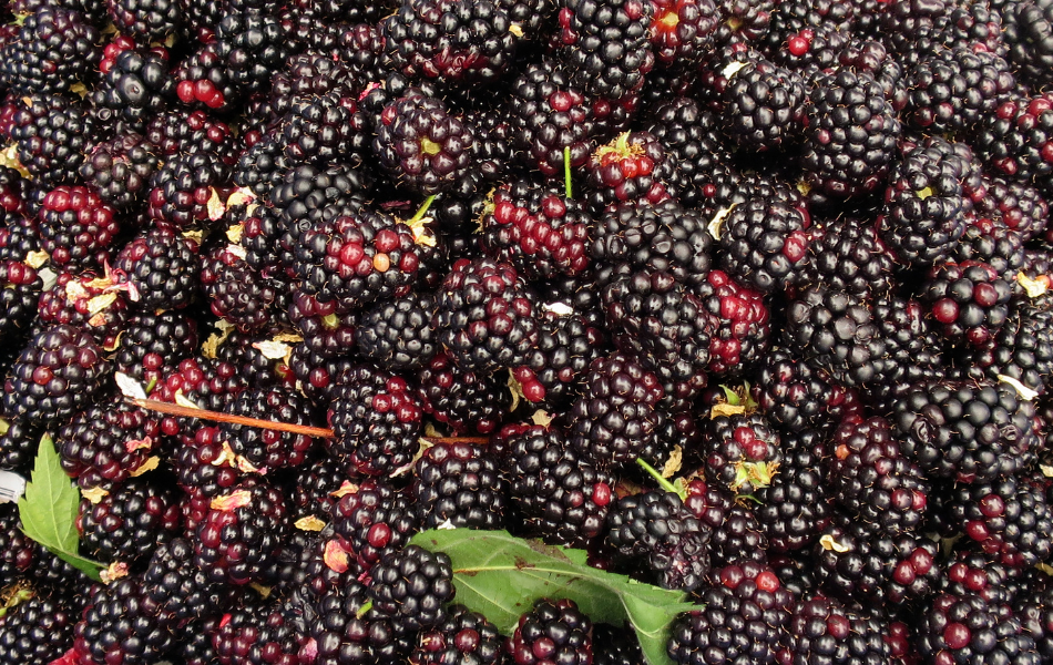 Freshly picked blackberries