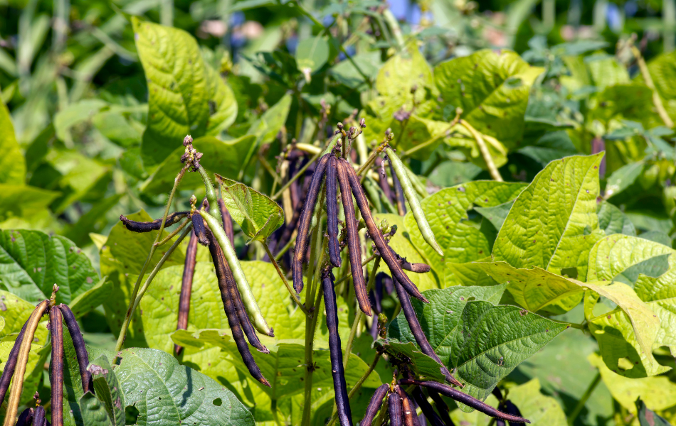 Runner Beans – The More You Pick, the More They Grow