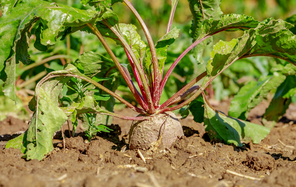 Beetroot – Easy to Grow and Highly Nutritious