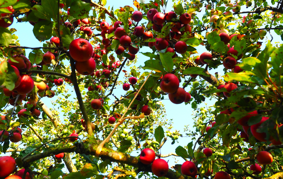 Apples – A Long-Term Food Source