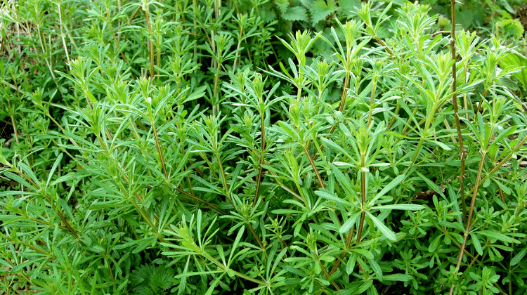 Cleavers (Galium aparine) – The Detoxifier