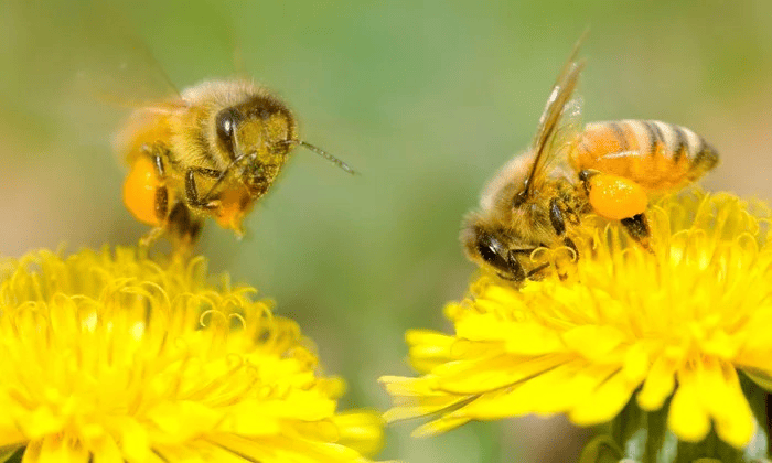 Bees foraging from a dandelion plant