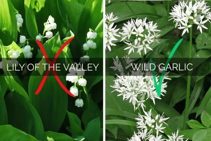 Wild garlic Common Toxic Lookalikes
⚠ Lily of the Valley – Similar leaves, but NO garlic scent (highly toxic).