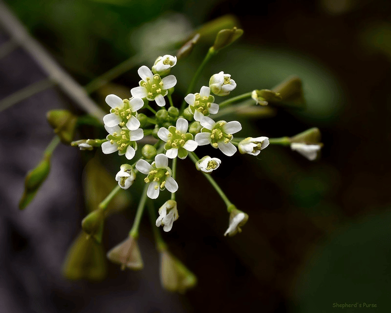 Shepherd’s Purse (Capsella bursa-pastoris) – The Natural Blood Tonic